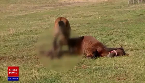 Caz șocant în Iași. Un cal a fost găsit cu răni de secure şi fracturi atât de grave încât va fi eutanasiat