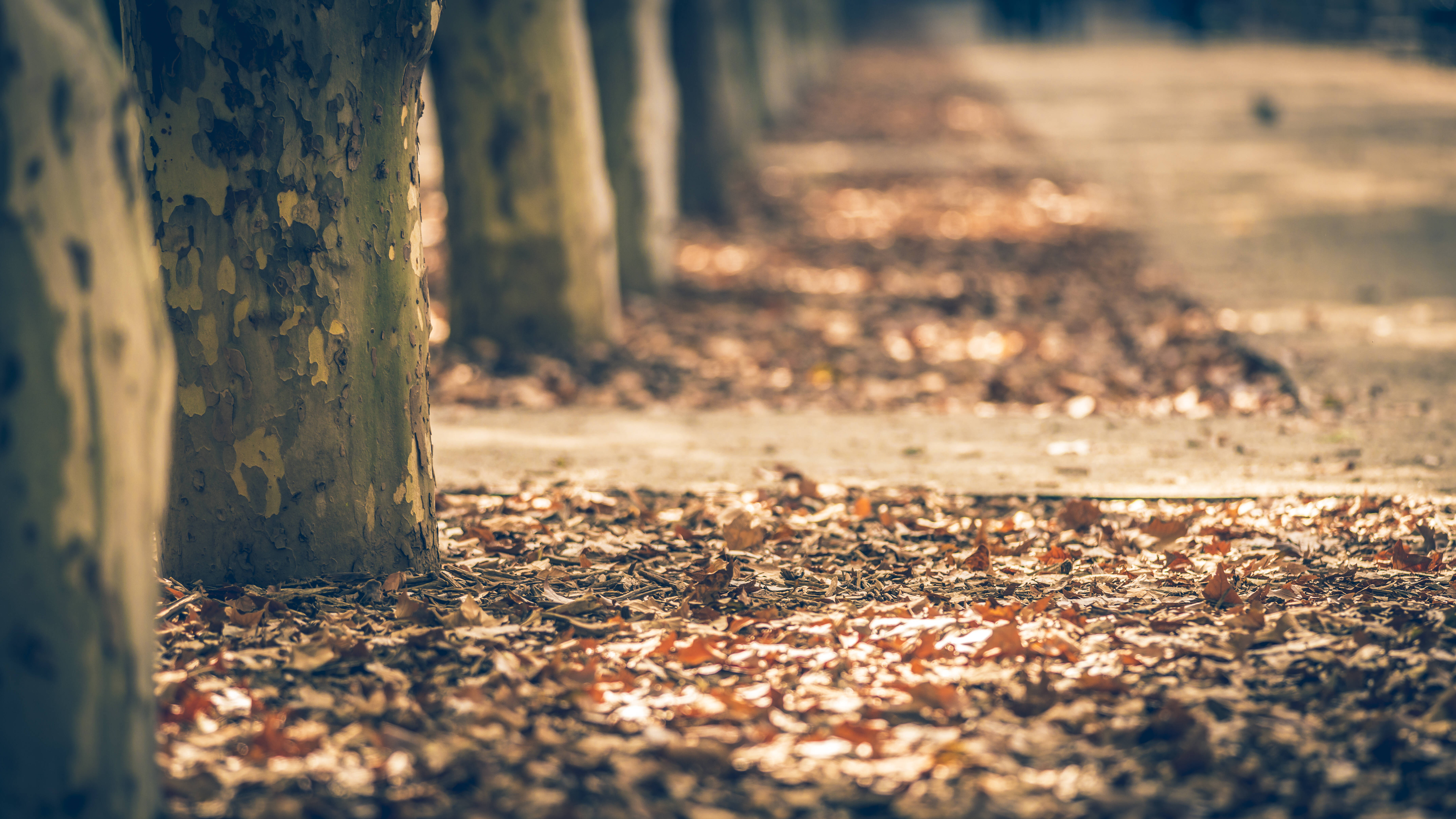 Vremea azi, 9 noiembrie. În majoritatea zonelor se arată soarele și după prânz se face mai cald decât ar fi normal