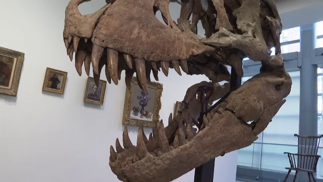 Un craniu de Tyrannosaurus Rex care poartă urmele unei lupte urâte cu un alt dinozaur va fi scos la licitație luna viitoare
