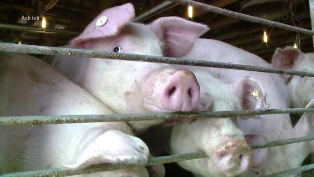 Zeci de mii de porci sunt sacrificați cu șase săptămâni înainte de Ignat din cauza pestei porcine