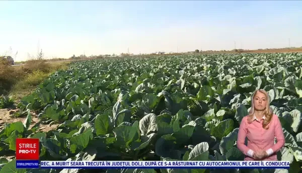 Efectele schimbărilor climatice ne afectează direct la buzunar. Cât a pierdut fiecare european