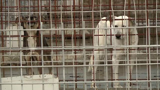 Situație alarmantă în Calafat. Oamenii se plâng de câinii care umblă pe străzi. O femeie a fost mușcată de cinci ori