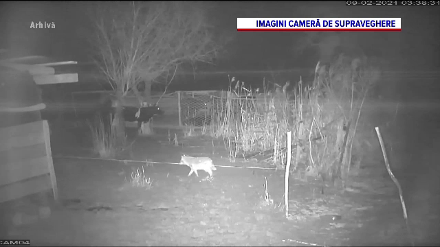 O zonă din România a fost invadată de șacali. Nimeni nu mai are curajul să iasă după lăsarea întunericului