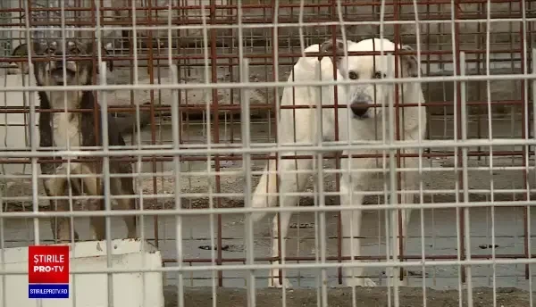 Judecătoria Craiova a decis interzicerea capturării câinilor fără stăpân și eutanasierea lor. Care este motivul