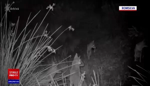 Localnicii din Arad sunt „terorizați” de șacalii care le mănâncă animalele din gospodării