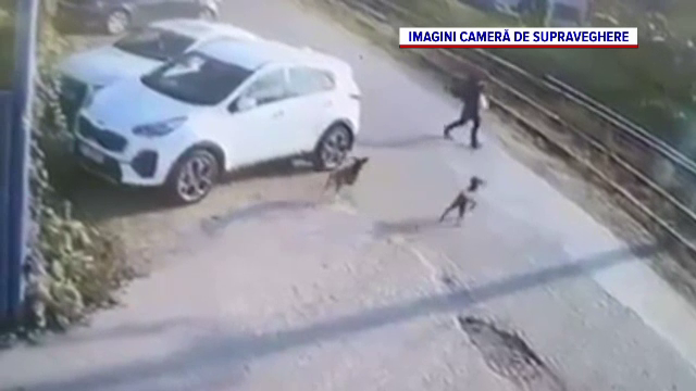 Imagini șocante la Iași. Un șofer a lovit intenționat cu mașina doi câini. Unul dintre animale a murit