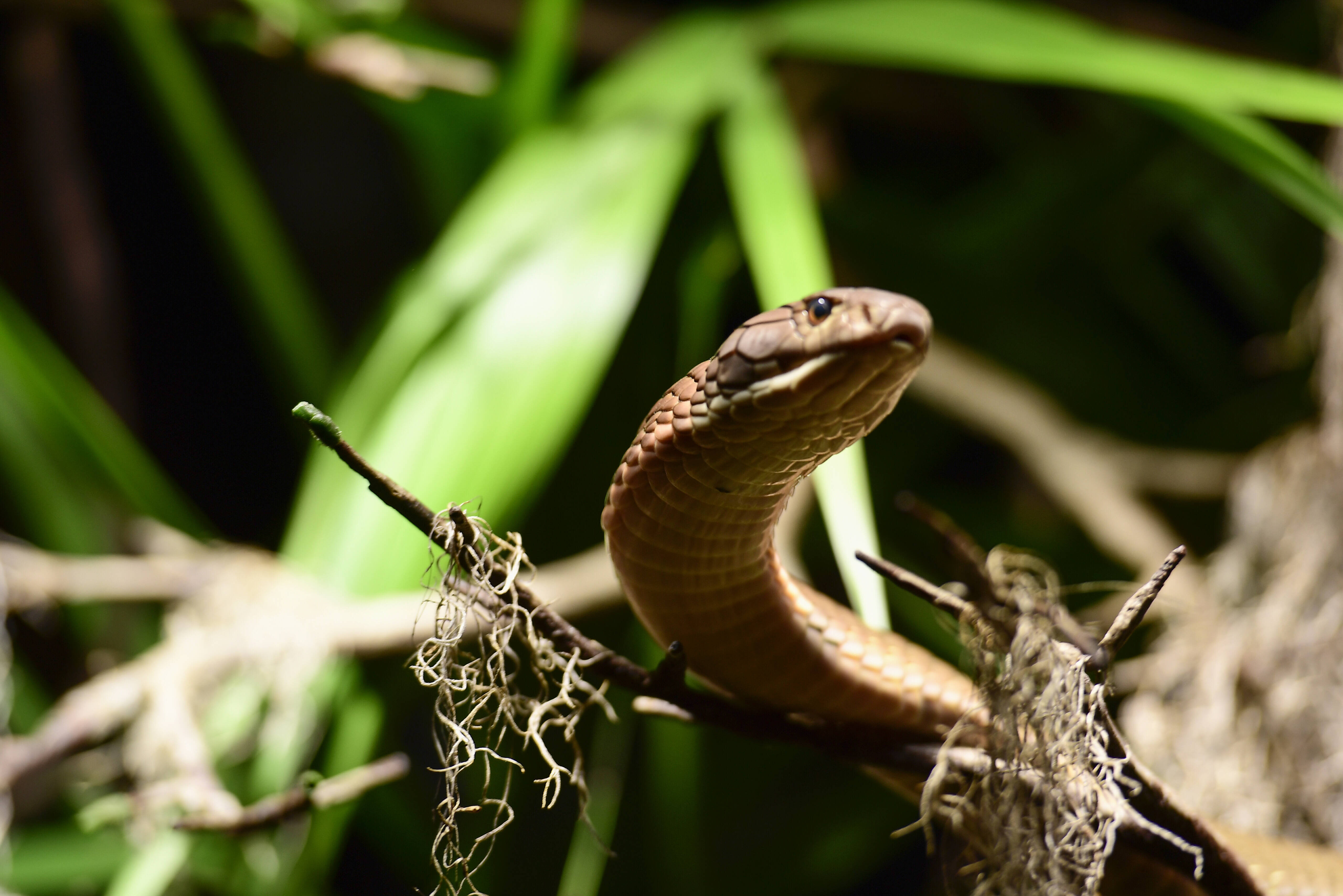 Ce faci în cazul în care te mușcă o cobră. Sfaturile specialiștilor