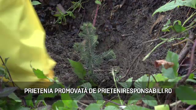 (P) Bergenbier Plantează Fapte Bune în Țara Moților. 5.000 de puieți i se alătură Bradului Ovidiu