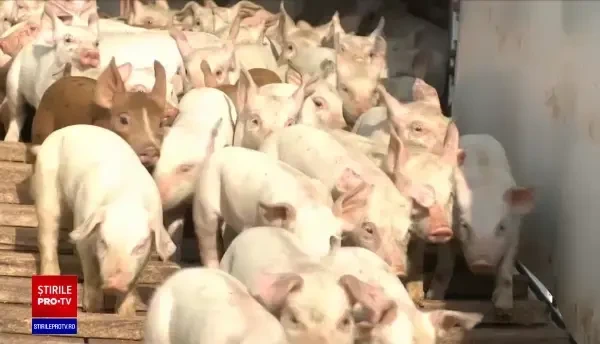Cât costă carnea de porc, la mai puțin de o lună și jumătate înainte de Crăciun