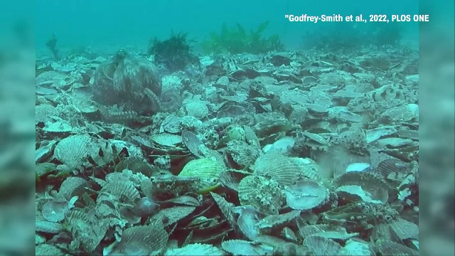 Comportament mai puțin obișnuit surprins de oamenii de știință la două caracatițe | Video