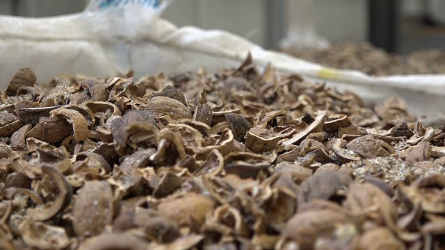 Fermierii își încălzesc solariile cu coji de nucă pentru a plăti mai puțin la facturi