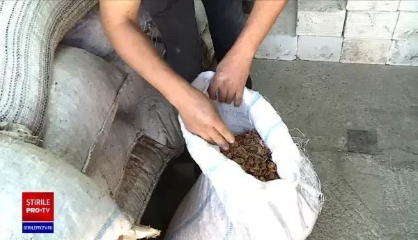 Fermierii își încălzesc solariile cu coji de nucă pentru a plăti mai puțin la facturi