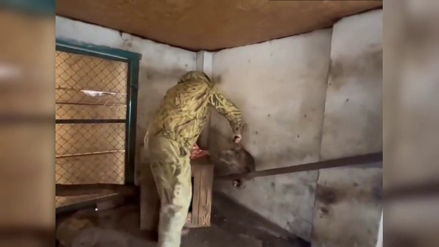 Rușii au prădat o grădină zoologică din Herson și au stârnit râsul pe Internet: Armata rusă se poate mândri cu un raton furat
