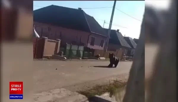 Panică într-o localitate din Mureș. Un urs a atacat mai multe gospodării în mijlocul zilei