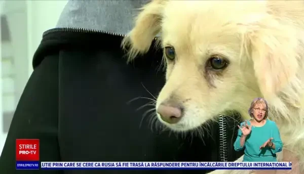 Unde poți să duci animalul de companie la un consult și vaccinare gratuită: “Am 20 de câini pe niciunul nu l-am abandonat”