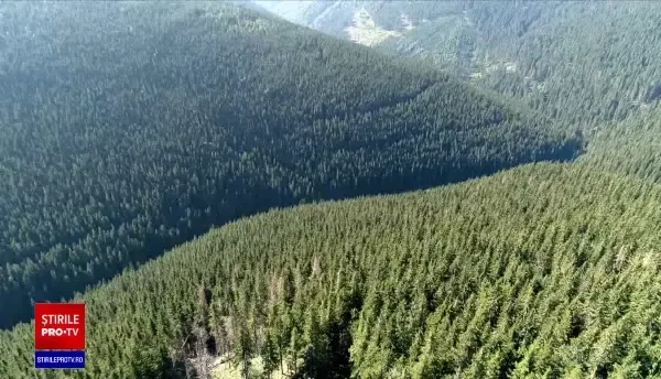 Vânătoare de mistreți la Sovata, încheiată cu un urs împușcat. S-a deschis dosar penal. Primarul invocă legitima apărare