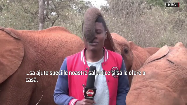 VIDEO VIRAL. Un elefant a început să mângâie cu trompa pe cap un reporter chiar când era live