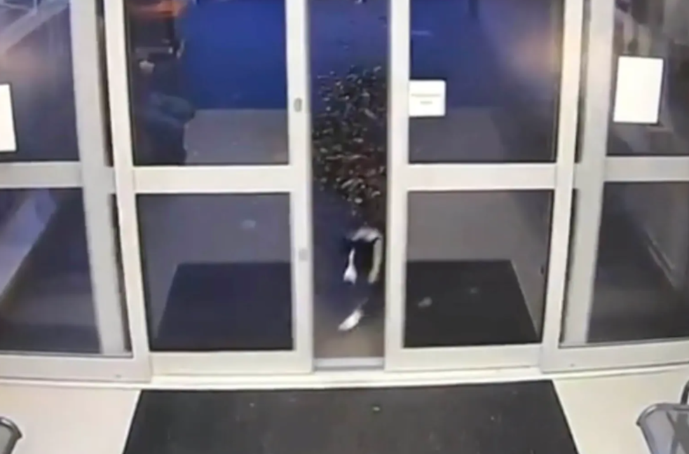 Imagini virale. Un câine pierdut s-a dus singur la Poliție. Ce au descoperit ulterior agenții