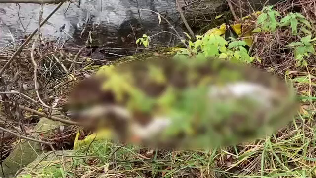 Autoritățile din Neamț sunt în alertă. Mai multe lebede moarte au fost găsite pe un lac