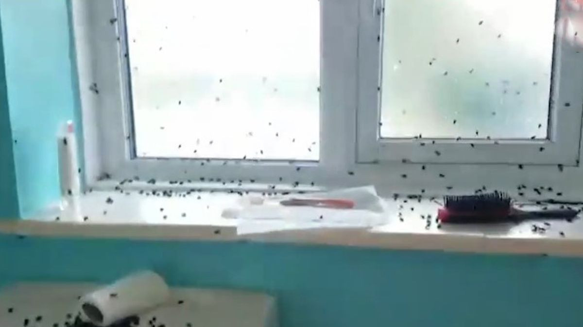 O femeie a fost nevoită să doarmă în cort după ce casa ei a fost infestată de muște