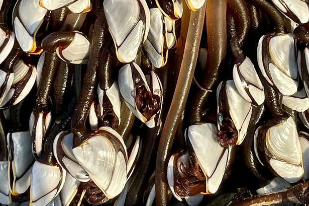 Descoperire uimitoare făcută de un bărbat care își plimba câinele pe plajă. Valorează până la 28.000 de lei. GALERIE FOTO