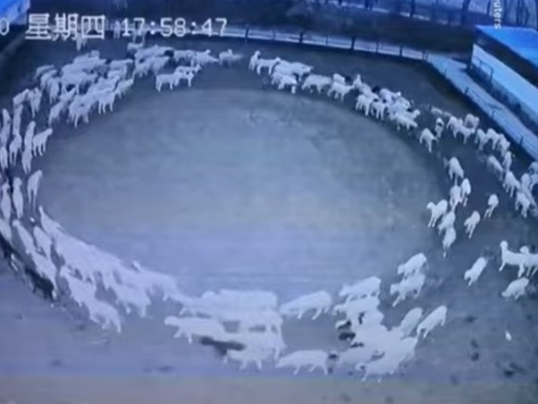 Misterul oilor „zombie”. O turmă întreagă se învârte încontinuu în cerc de 12 zile | VIDEO
