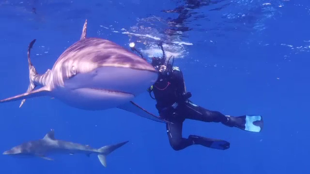 Autoritățile din Cuba îi invită pe turiști să înoate alături de rechini periculoși