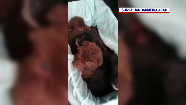 Opt cățeluși aruncați într-un sac la marginea drumului, salvați de un jandarm din Arad