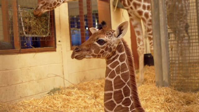 Un pui de girafă este noua vedetă de la o grădină zoologică din Marea Britanie. Imagini spectaculoase de la nașterea sa