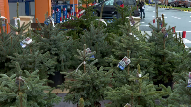 Unde se găsesc cei mai ieftini brazi de Crăciun. Prețurile pornesc de la 25 de lei și ajung până la 3.000 de lei