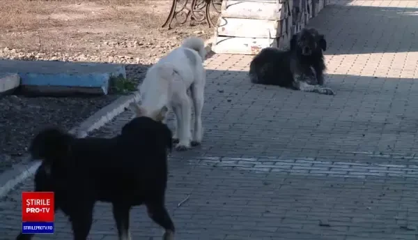 Bărbat de 65 de ani din Iași, desfigurat după ce a fost atacat pe stradă de câini. A ajuns la spital în stare gravă