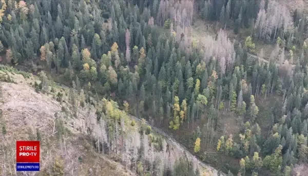 Unde se găsesc cei mai ieftini brazi de Crăciun. Prețurile pornesc de la 25 de lei și ajung până la 3.000 de lei