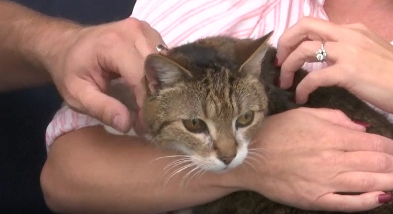 Lungul drum spre casă al unei pisici pierdute. După 7 ani de la dispariţia misterioasă, felina şi-a regăsit stăpânii