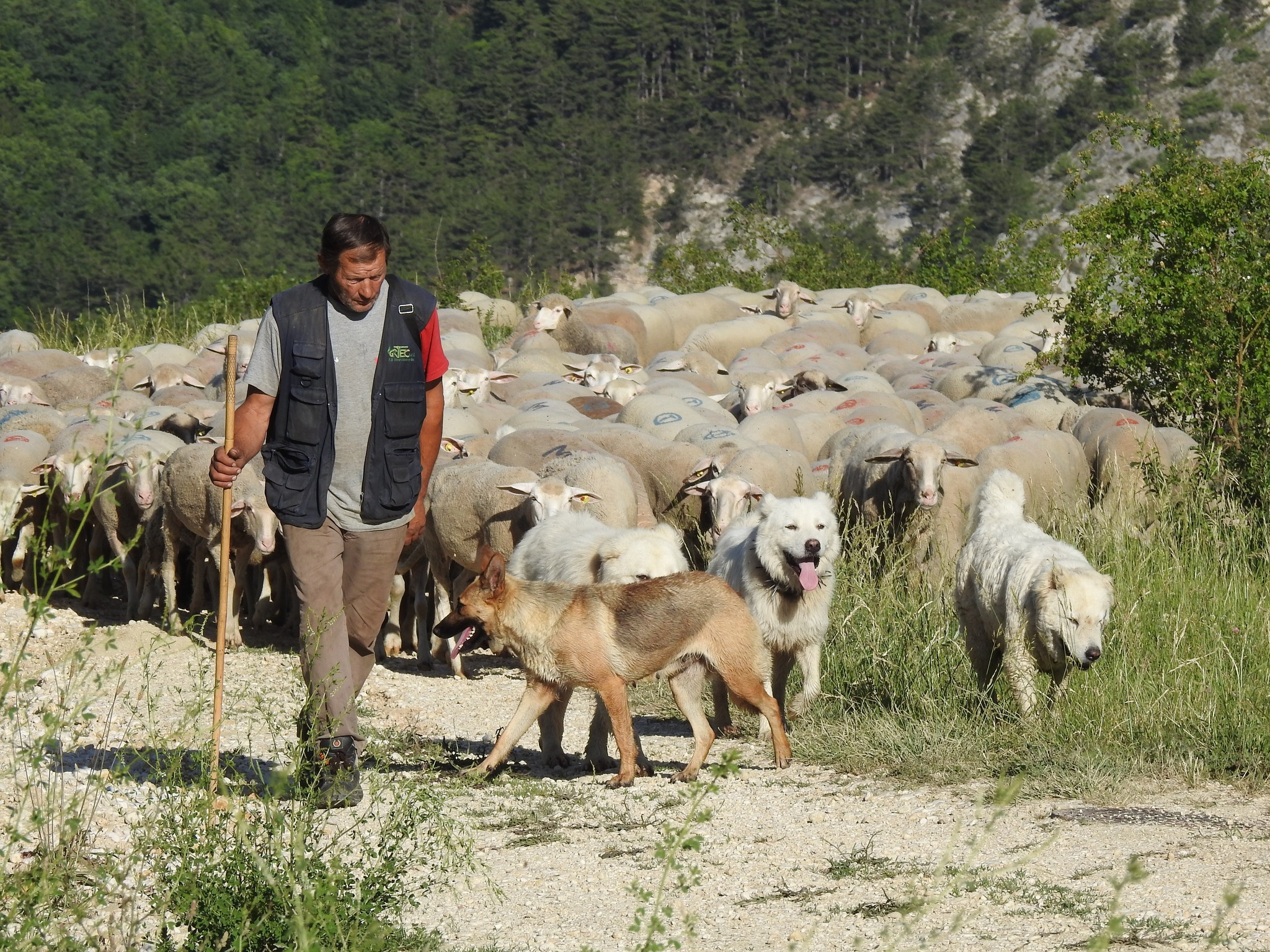 Moartea fulgerătoare a unui cioban român stabilit în Italia a înmărmurit comunitatea. „Ne va fi dor de tine” | FOTO