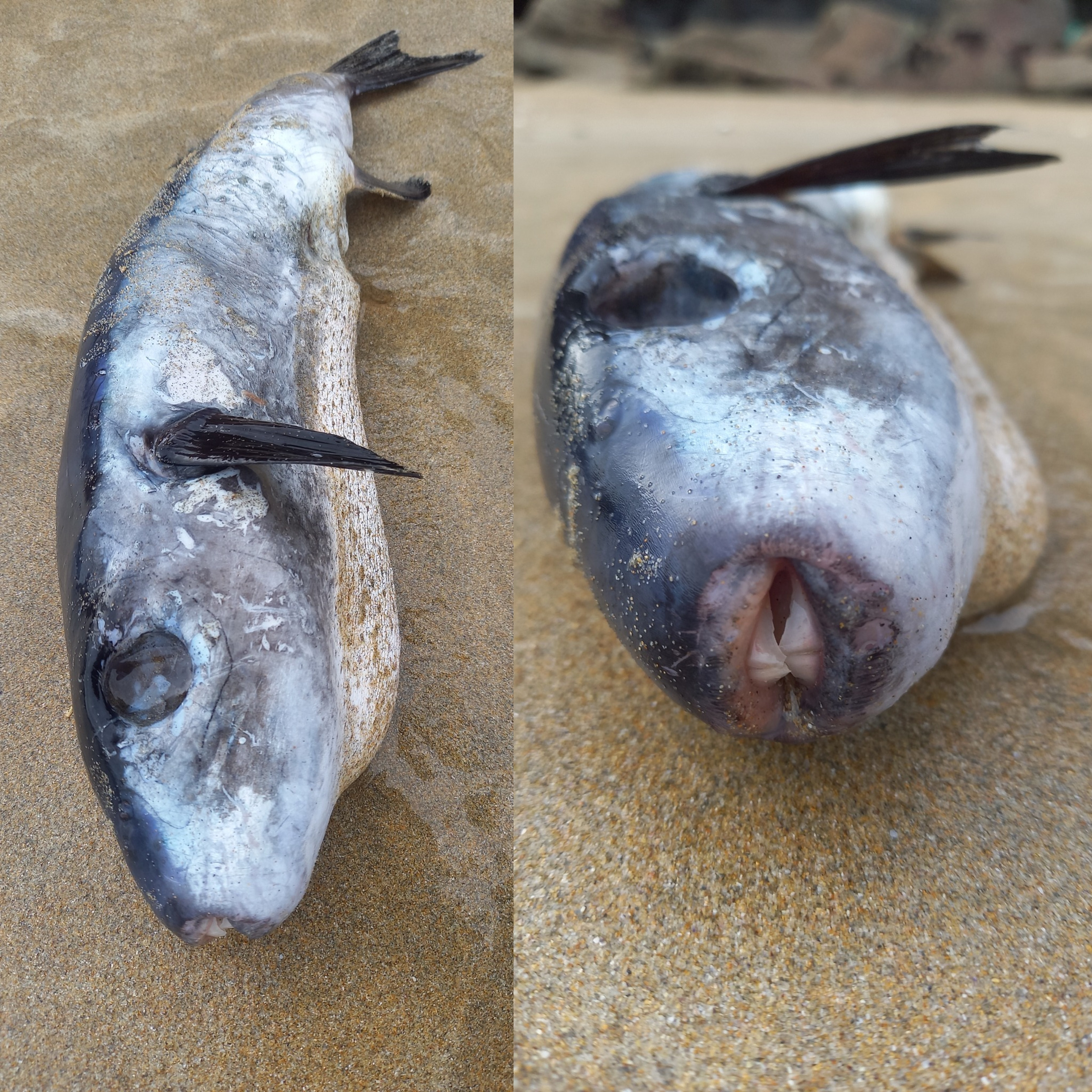 O femeie a găsit un pește otrăvitor pe plajă. Este de „1.200 de ori mai puternic decât cianura”, dar se vinde în restaurante