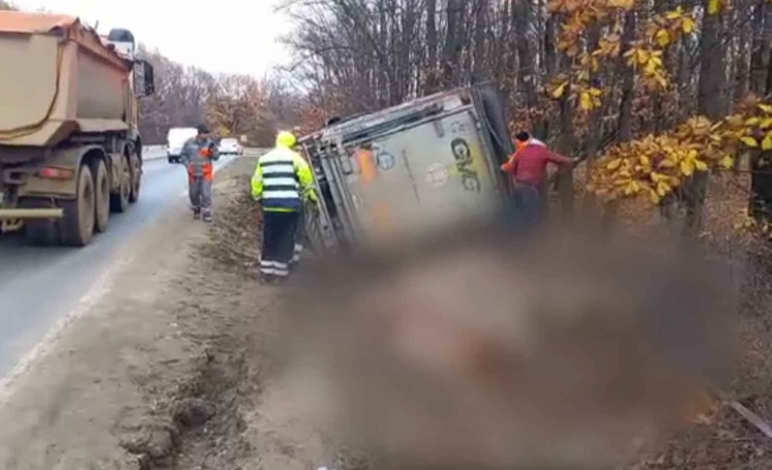 TIR încărcat cu porci, răsturnat în Olt. Animalele care n-au murit au fugit în pădure