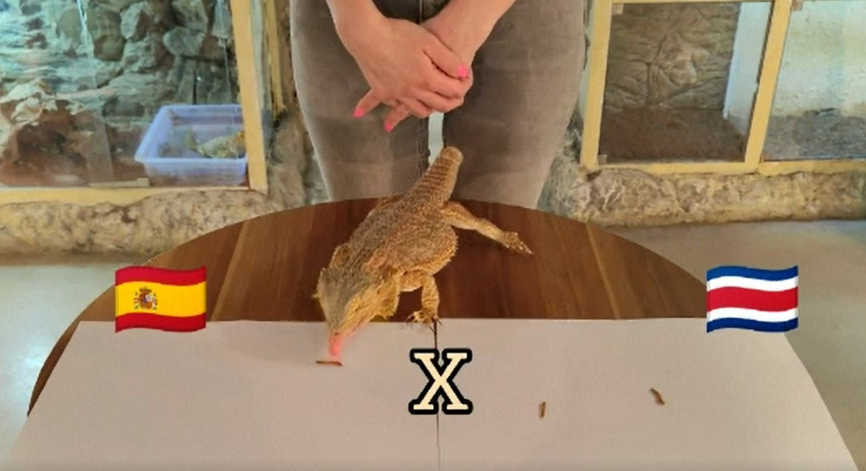 Șopârla Lili, "oracolul" Cupei Mondiale din Qatar. În câte meciuri a ghicit învingătoarea