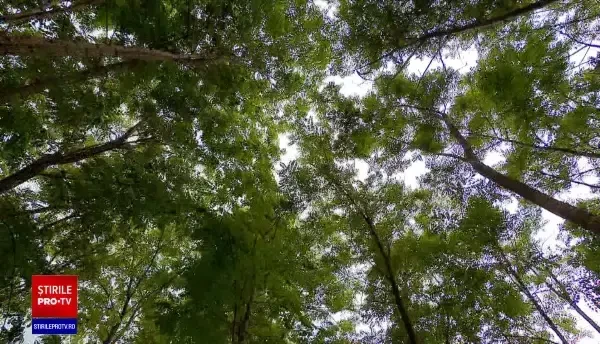 Sute de milioane de euro pentru românii care plantează păduri. Specia pentru care se dau 19.600 de euro/hectar