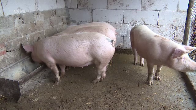 Sfârşit cutremurător pentru un bărbat din Botoșani. A fost ucis de porcii din gospodărie