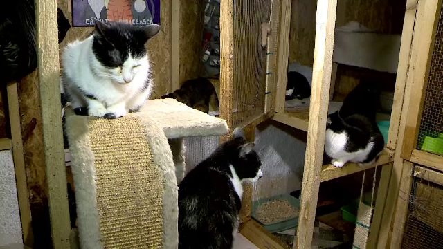 Iarnă grea în adăposturile pentru animale. Administratorii nu mai fac faţă cheltuielilor