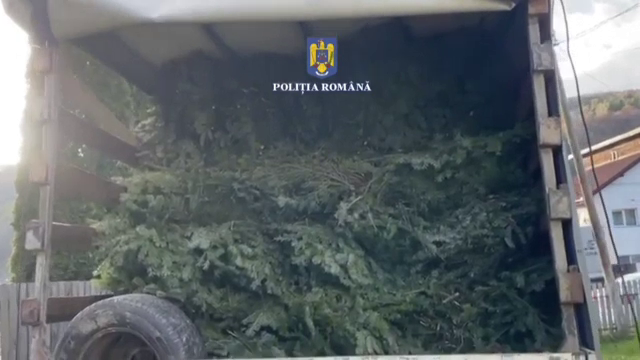 Un bărbat din Dâmbovița a fost prins în trafic cu 4.000 de kilograme de cetină