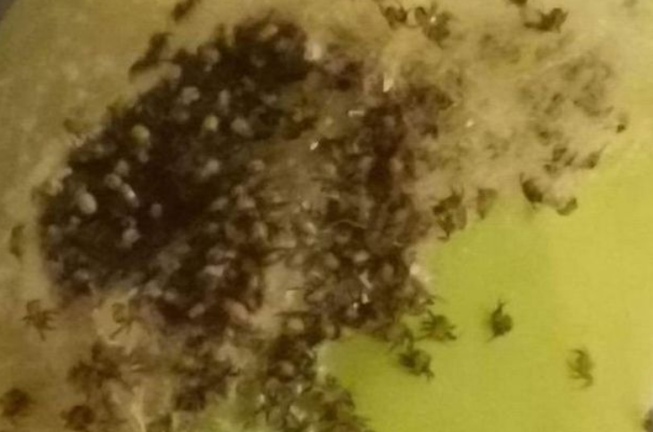 Descoperirea dezgustătoare făcută de o femeie. Ce a găsit în interiorul unei banane cumpărate de la supermarket