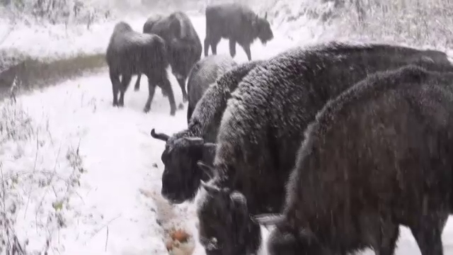 Imagini spectaculoase în Parcul Național Vânători. Turmele de zimbri au ieșit în căutare de hrană după primele ninsori