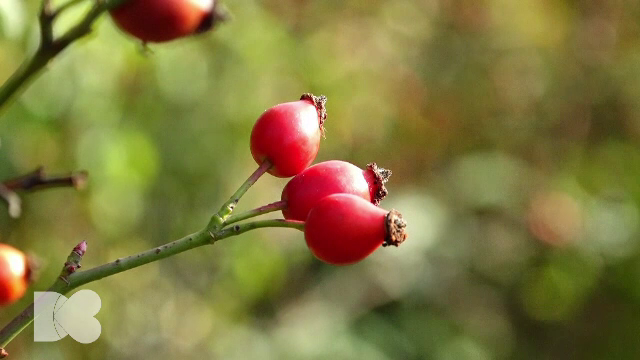 Vitamina C, esențială pentru întărirea sistemului imunitar. Fructul care asigură doza zilnică necesară