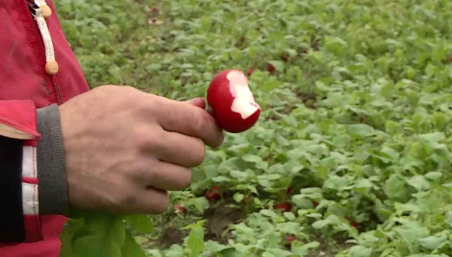 Legumele și verdețurile românești vor ajunge pe tarabe de sărbători, iar producătorii cred că nu ne vor ustura la buzunar