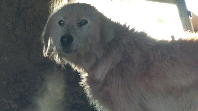 Un câine și-a ucis propriul stăpân, în Bistrița-Năsăud. Trupul bărbatului, plin de răni, a fost descoperit de rude