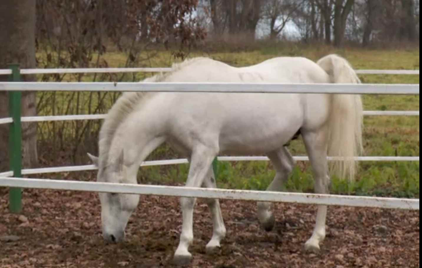 „Tradiția creșterii cailor lipițani" și „Arta cămășii cu altiță" au fost incluse în patrimoniul UNESCO, de 1 decembrie