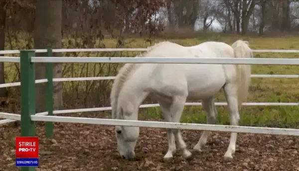 „Tradiția creșterii cailor lipițani" și „Arta cămășii cu altiță" au fost incluse în patrimoniul UNESCO, de 1 decembrie