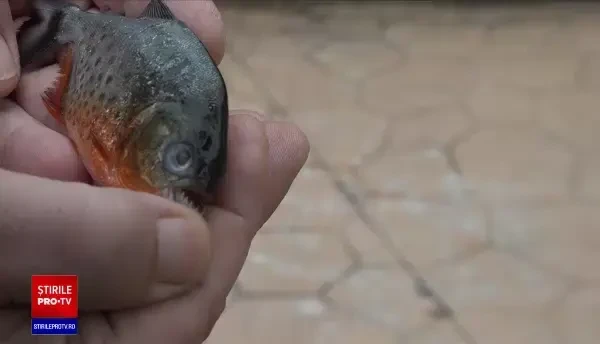Ce riscă persoana care a aruncat în Crișul Repede un piranha cu burtă roșie. „Este o specie într-adevăr periculoasă”
