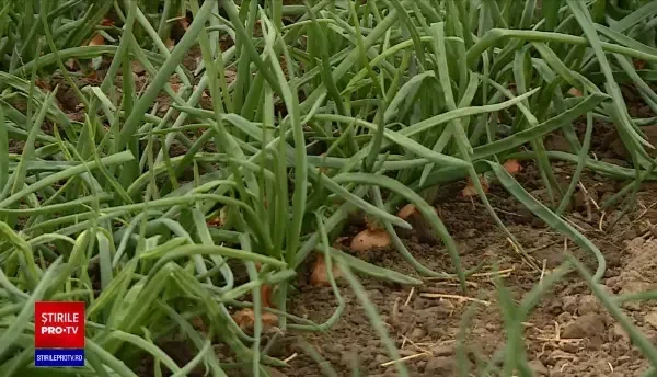 Legumele și verdețurile românești vor ajunge pe tarabe de sărbători, iar producătorii cred că nu ne vor ustura la buzunar